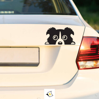 Стикер за кола - Надничащо куче Коли Бордър Стикер за кола с изображение на игрив бордър коли, показващ неговите характерни черти и енергичен дух, изработен от устойчиви материали.